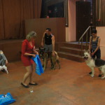 Выставка собак Тула