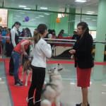 Выставка собак 2016 РКФ Белгород