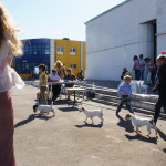 Выставка собак Курск