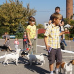 Выставка собак Курск