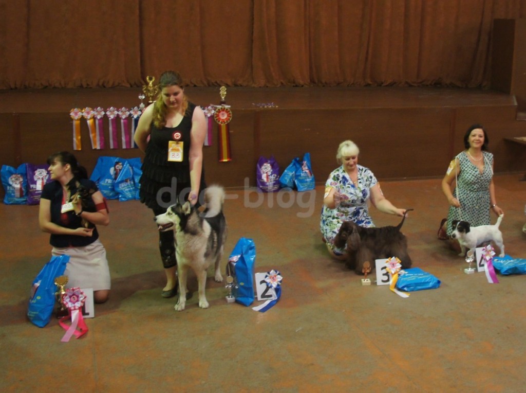 Выставка собак Тула 2015