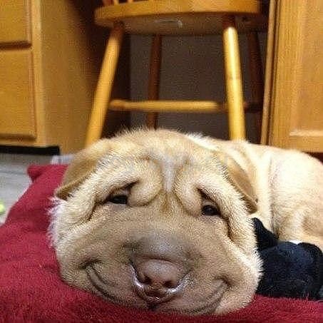 Собака-улыбака