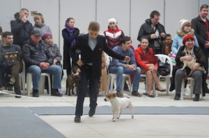 выставка собак Белгород