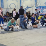 Выставка собак Белгород