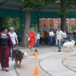 Выставка собак в Липецке