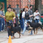 Выставка собак в Липецке