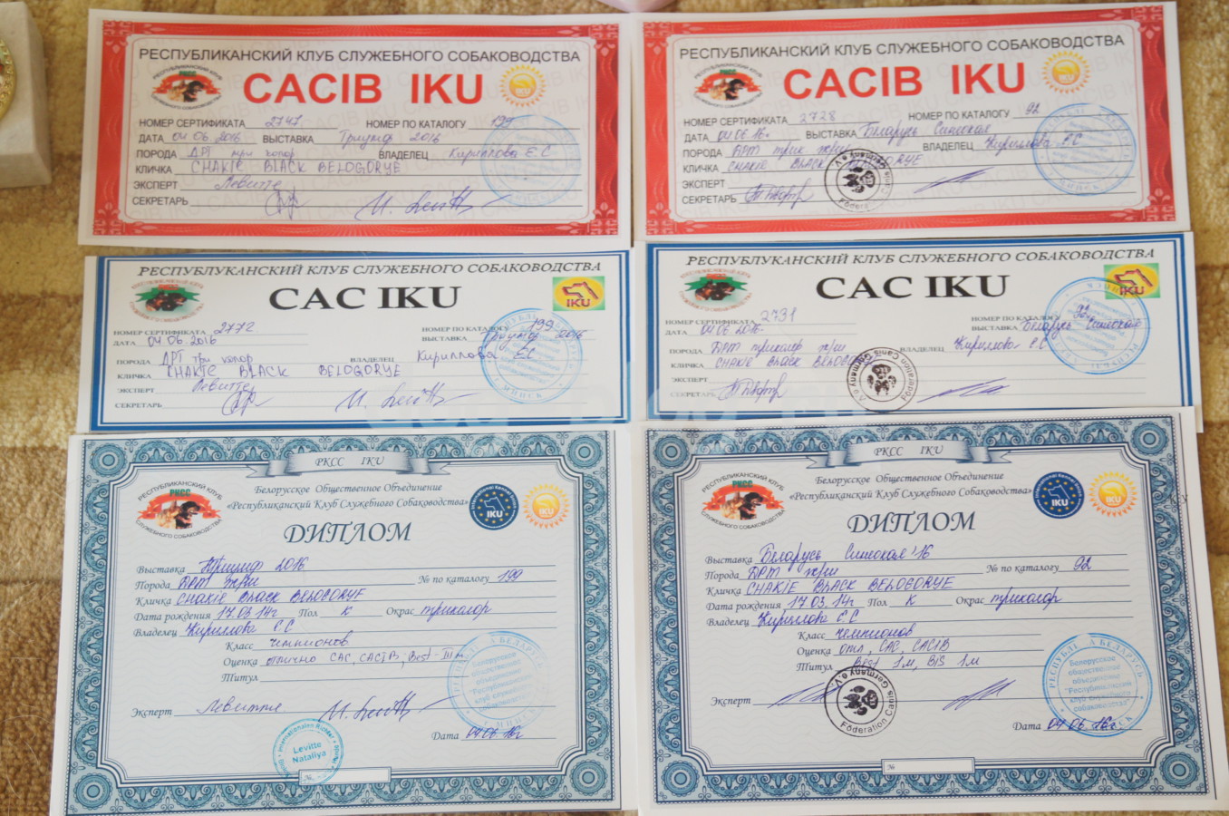 Дипломы и сертификаты Чаки Блэк Белогорье
