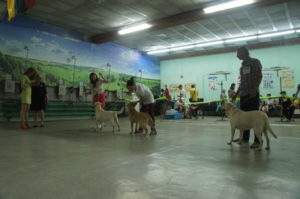 Выставка собак в Минске
