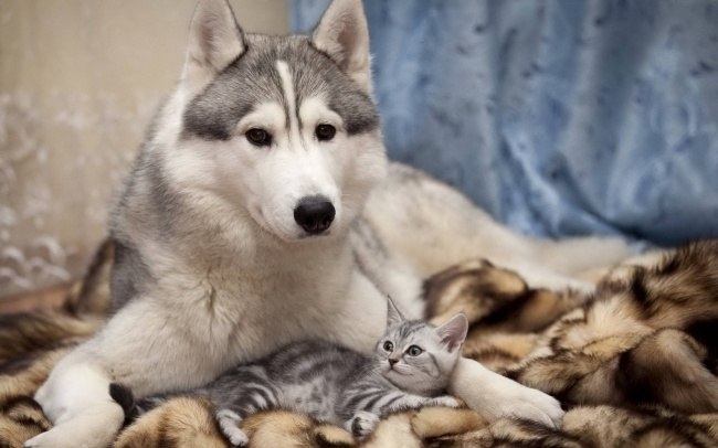 прикольные фото кошек и собак