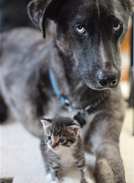 прикольные фото кошек и собак