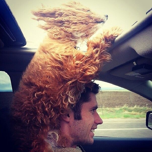 собака в машине фото