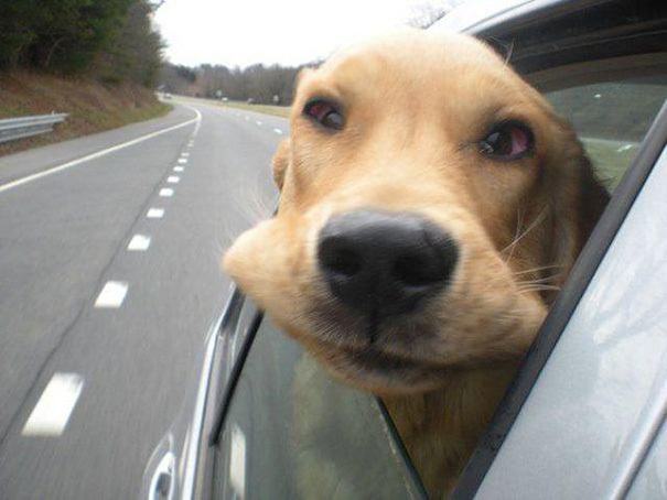 собака в машине фото