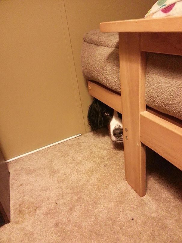 собака прячется
