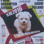 Выставка собак в Польше