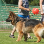 выставка собак в Польше