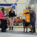 Выставка собак Белгород