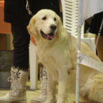 выставка собак Белгород