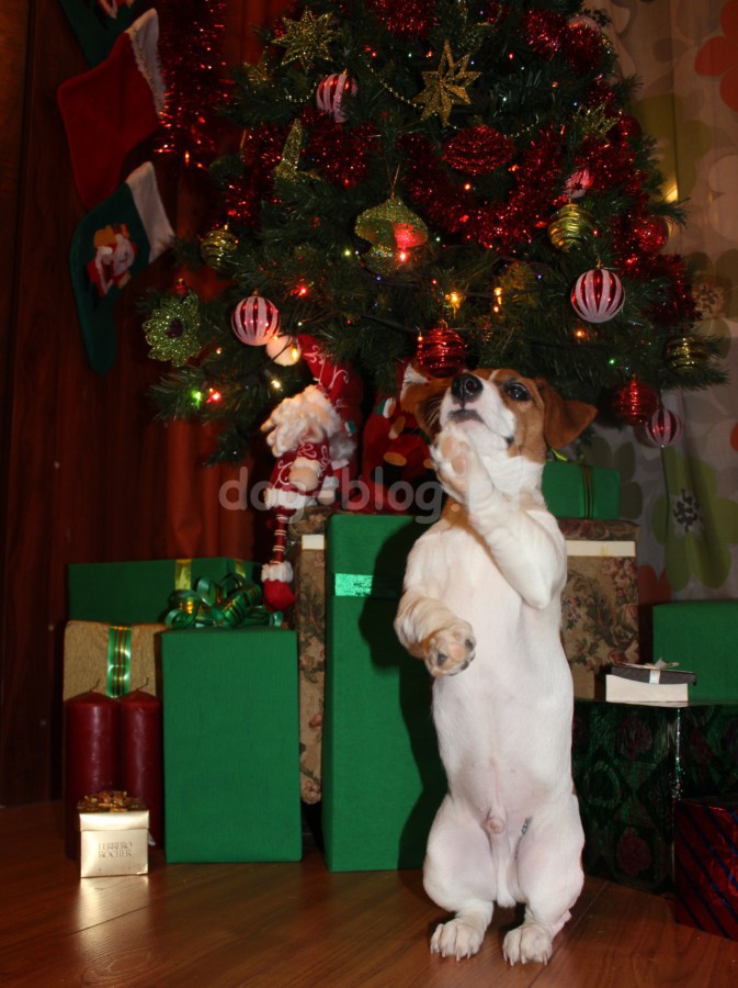 собака с новогодними подарками