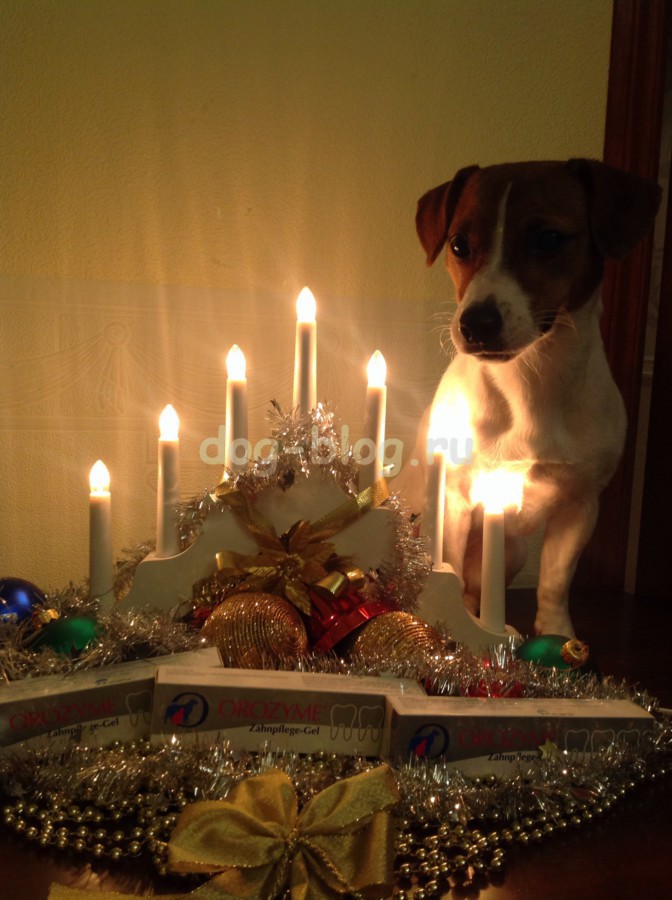 собака с новогодними свечами