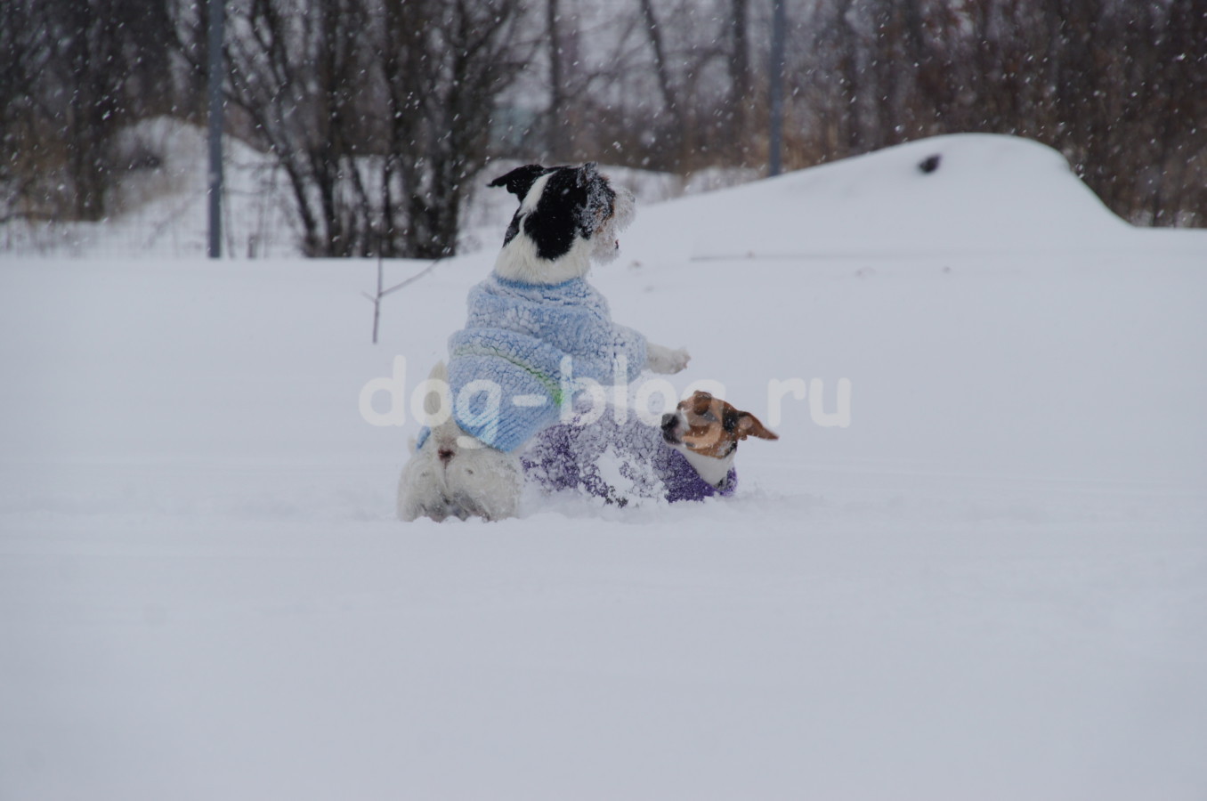 собаки зимой фото