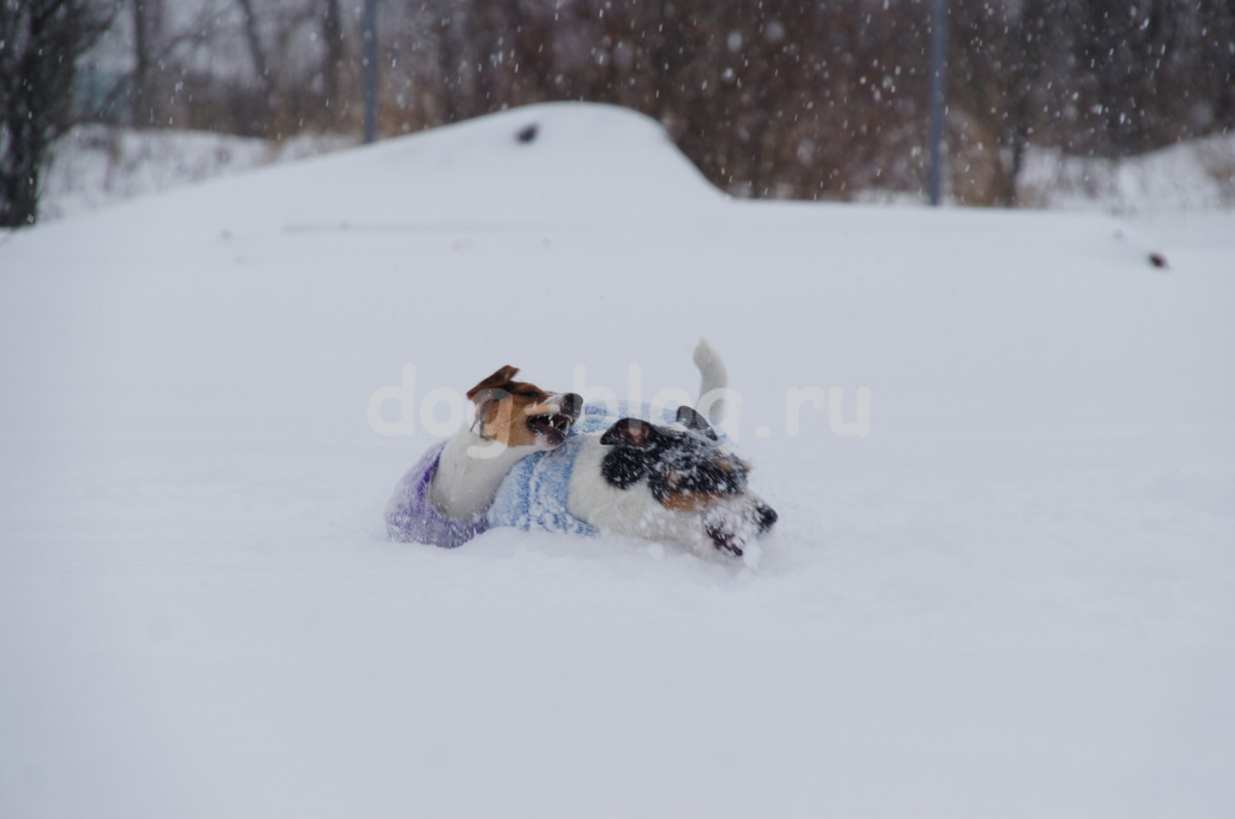 собаки зимой фото