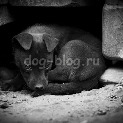 бездомный щенок