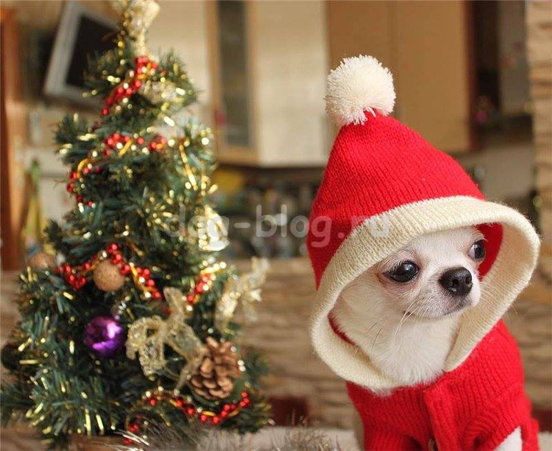 Собака Дед Мороз