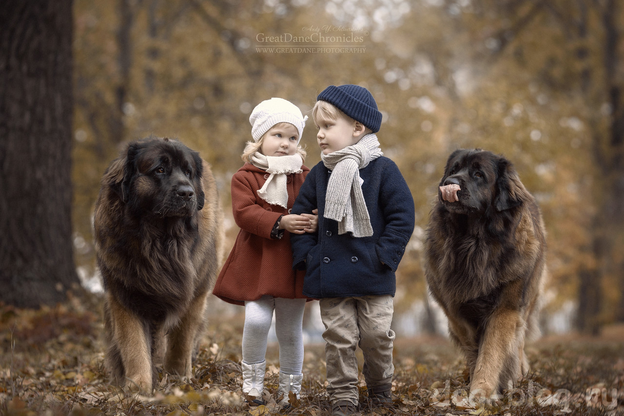 Маленькие дети и их большие собаки
