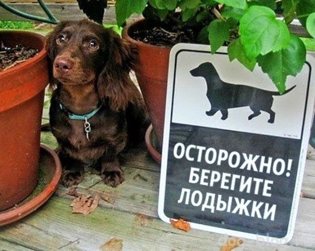 осторожно злая собака