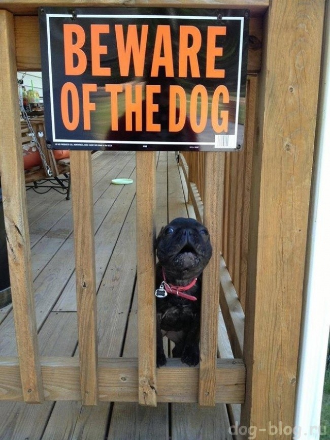 осторожно злая собака