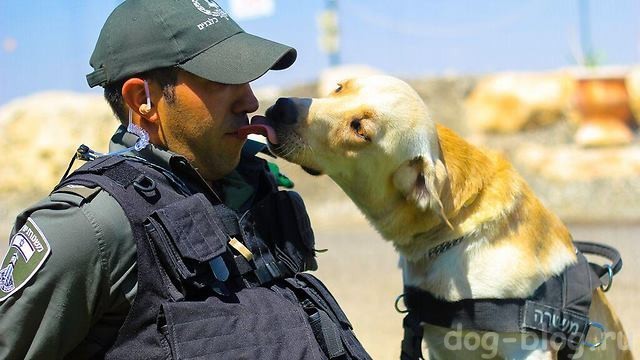 собаки в армии