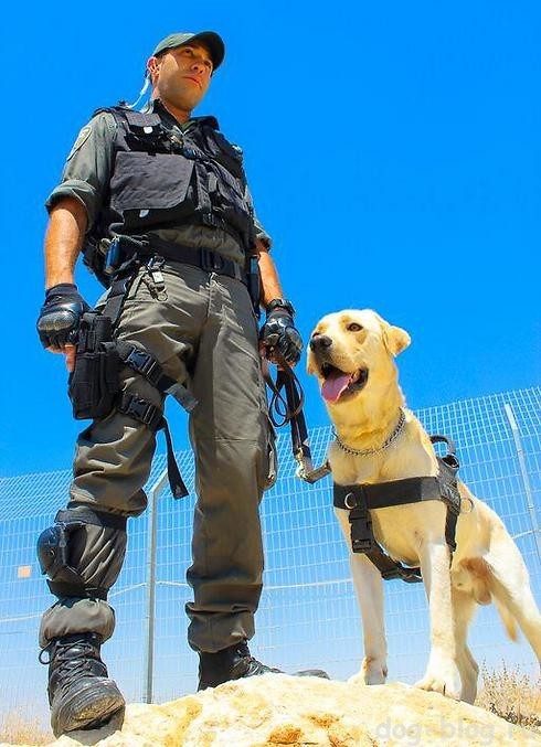 собаки на службе в армии