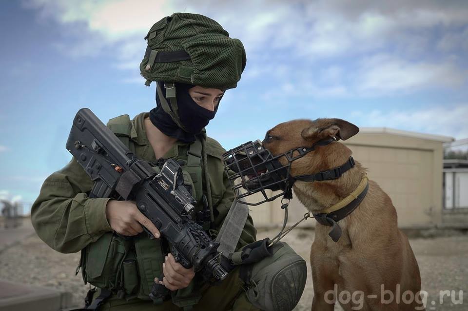 собаки на службе в армии