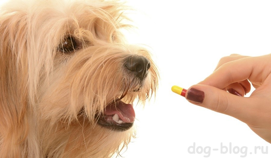Какие противовоспалительные препараты можно давать собаке