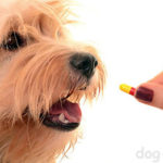 15 препаратов, необходимых в аптечке для собаки