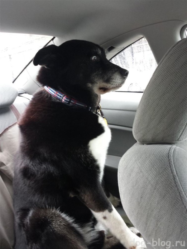 собаку тошнит в машине что делать