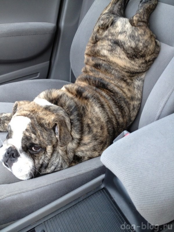 собаку тошнит в машине