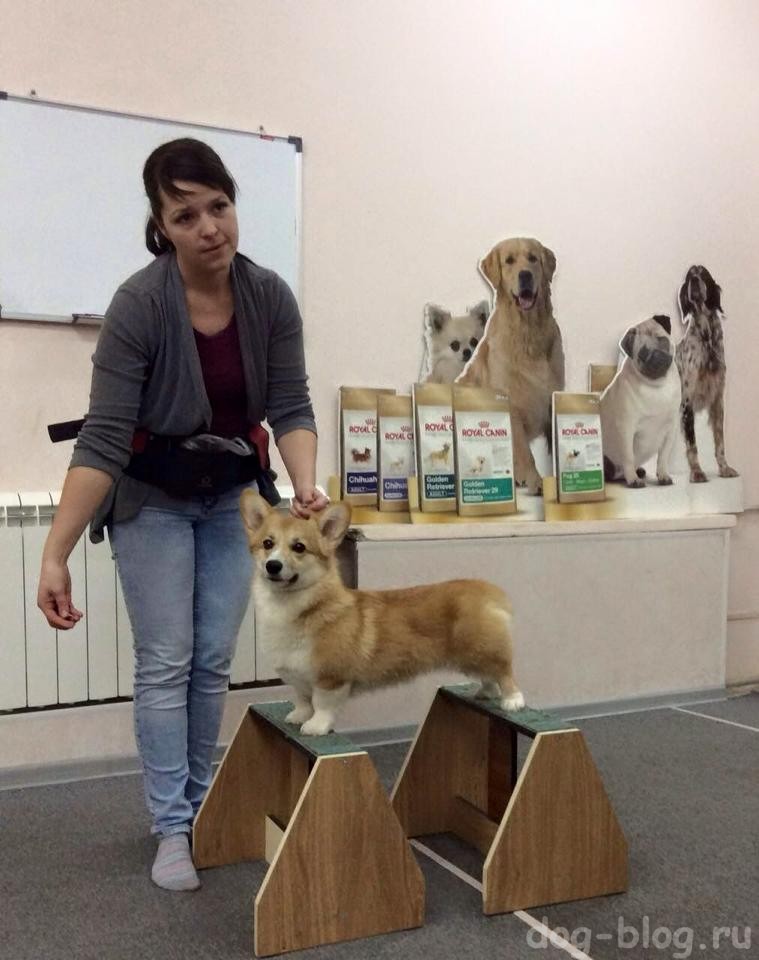 выставочная стойка собаки на Happy Legs