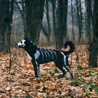 хэллоуин для собак