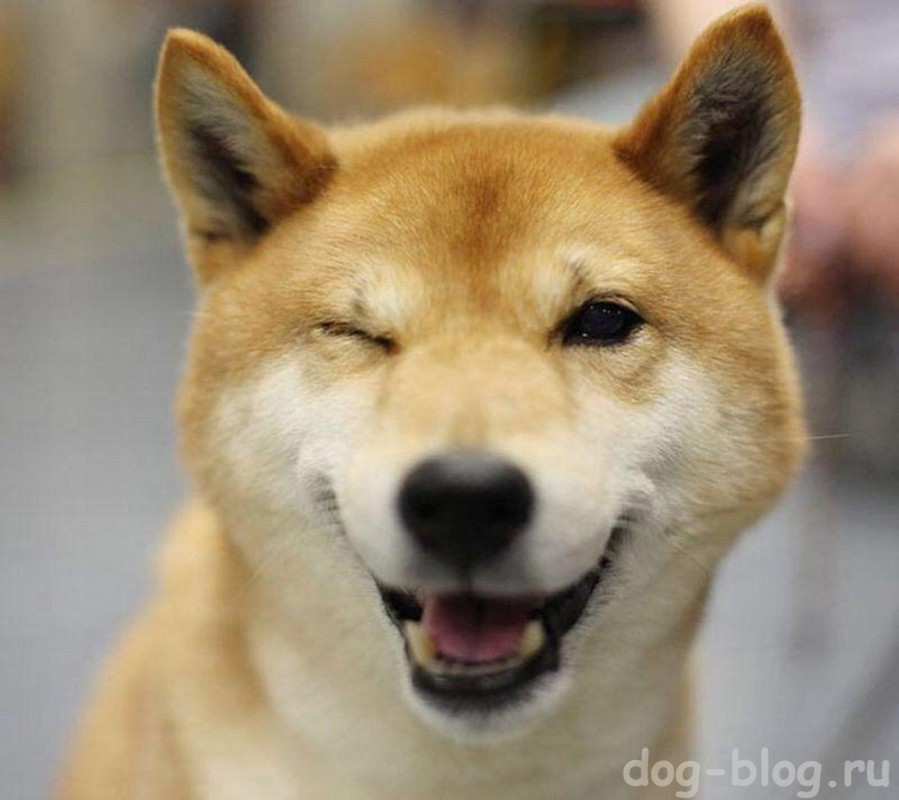 улыбка собаки