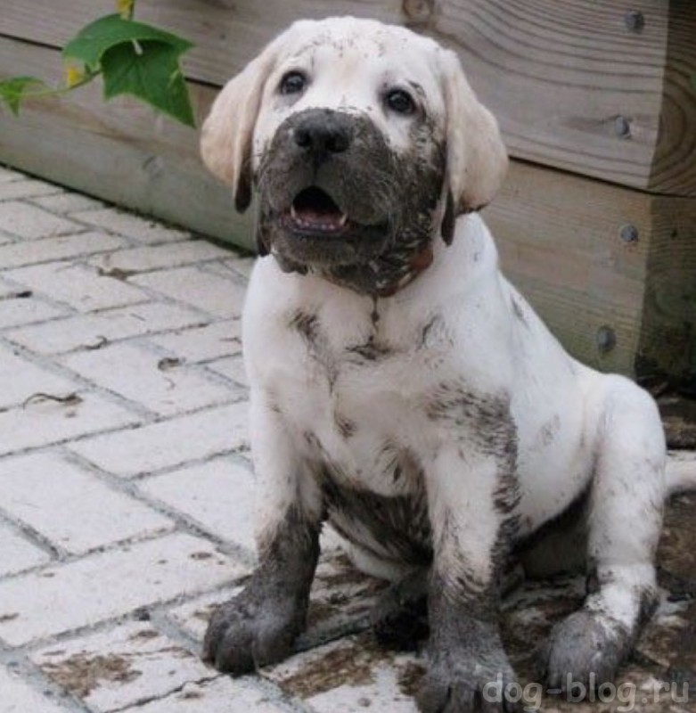 щенок в грязи 