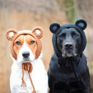 вязаные шапки на собаках