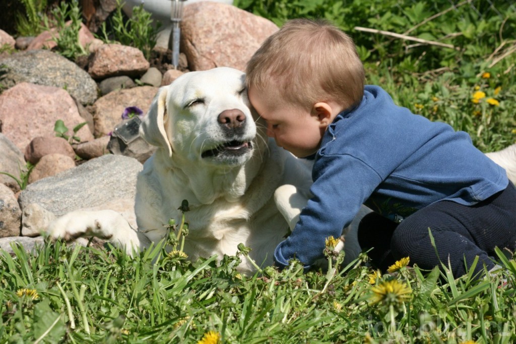 общение собак с детьми