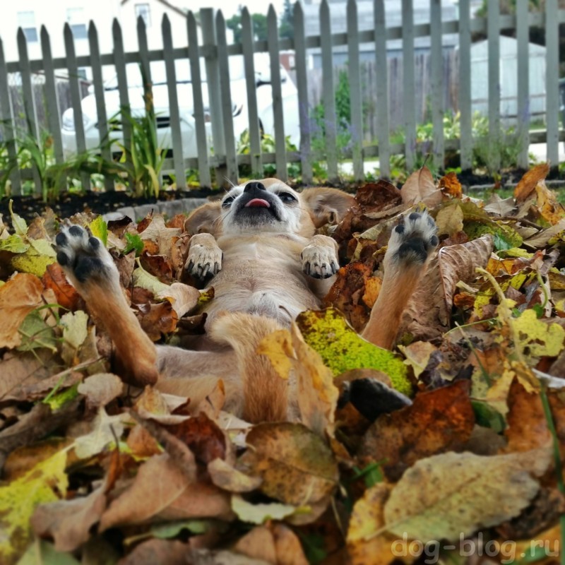 собака в осенних листьях