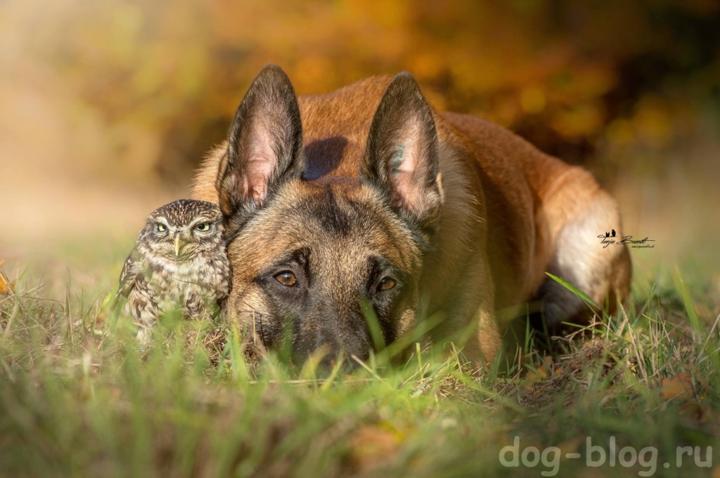 собака и сова