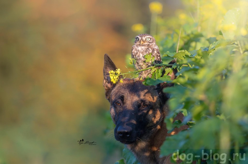 собака и сова