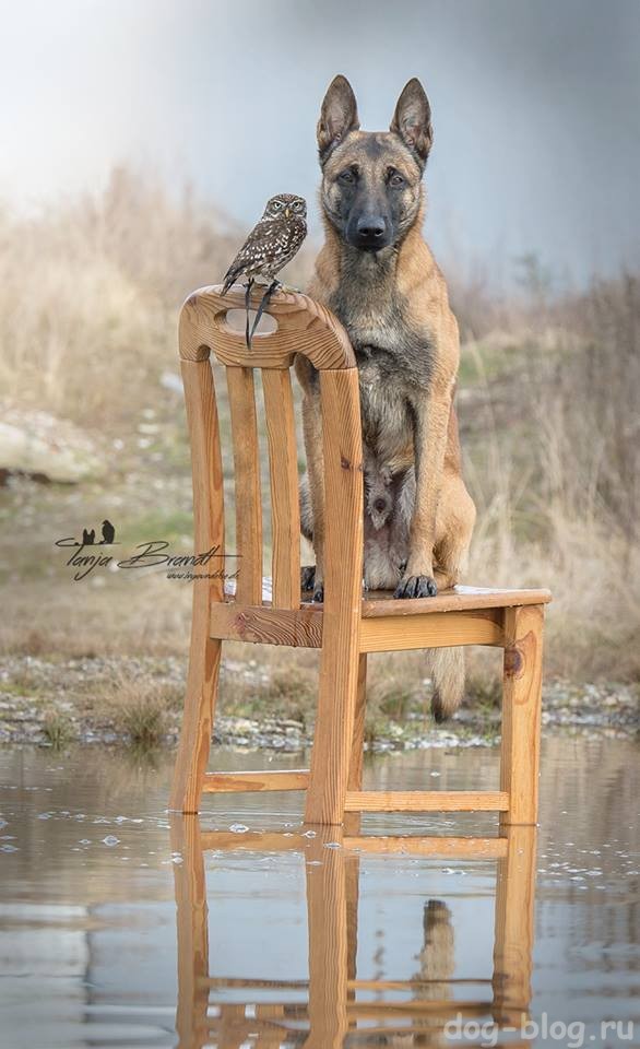 дружба собаки и совы