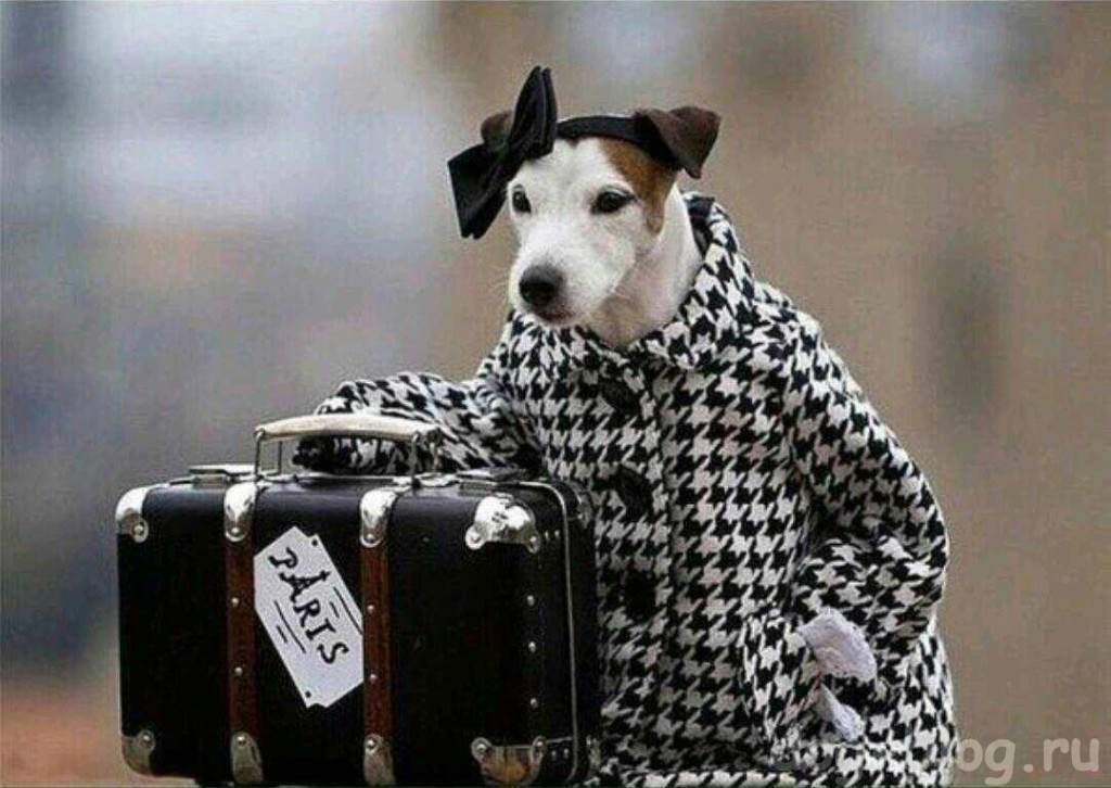 собака в пальто и с чемоданом