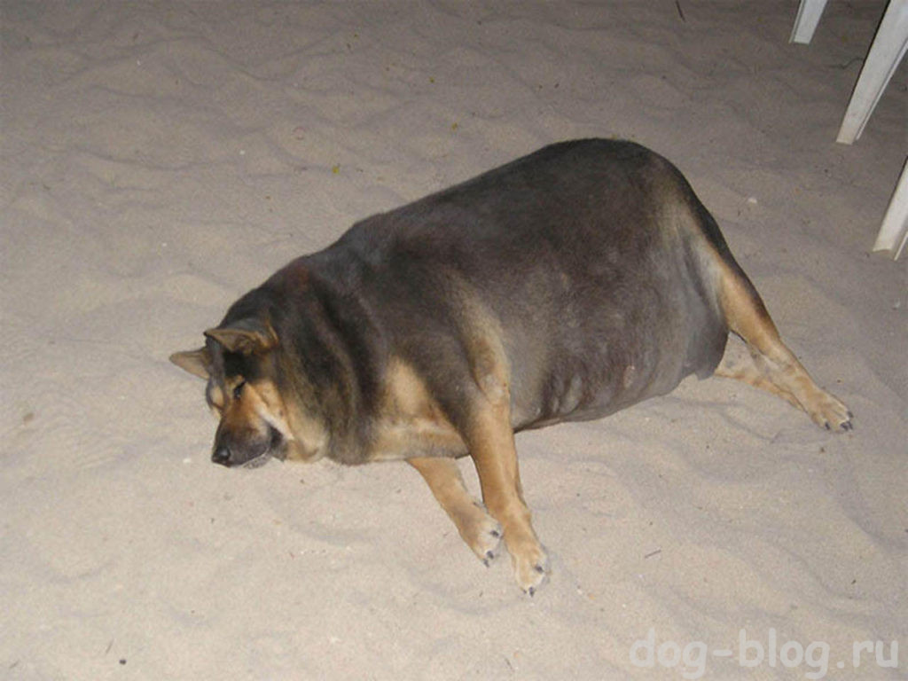 самая толстая собака