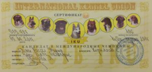 сертификаты Чаки Блэк Белогорье